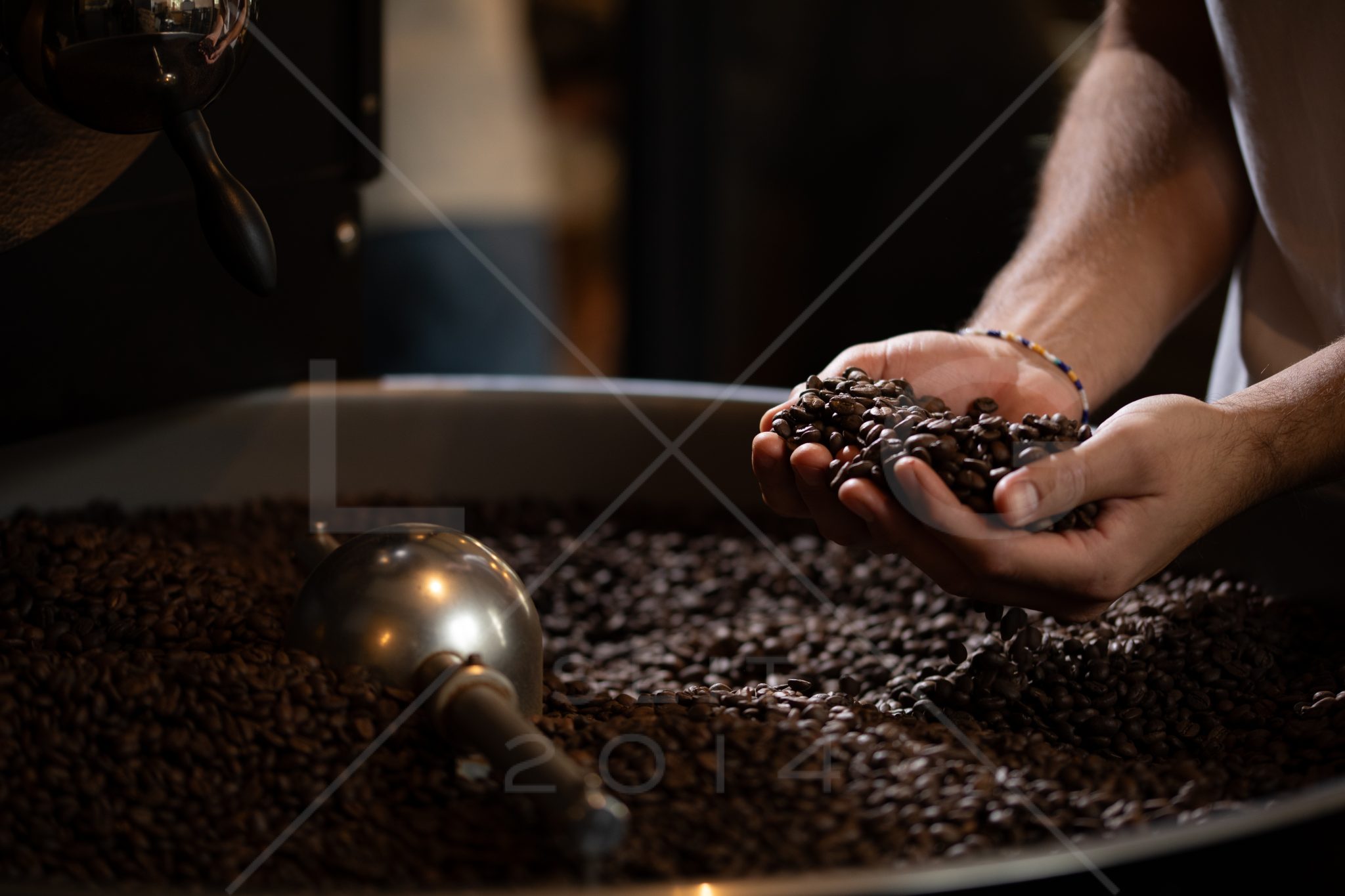 Frisch geröstete Kaffeebohnen in den Händen